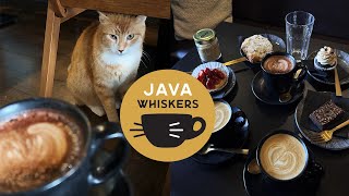 CAT CAFE  unique relaxing experience in London  Java Whiskers [upl. by Joelie649]