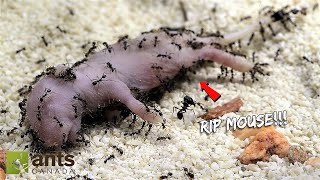 I Gave My Pet Ant Colony a Baby Mouse [upl. by Anelej]