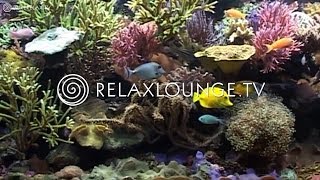 Hintergrundmusik  Musik zum einschlafen Entspannung Ruhige Musik  AQUARIUM DREAMS [upl. by Kendra545]