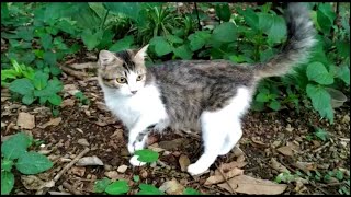 A Limping Cat Abandoned By Its Owner [upl. by Oeflein]