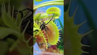 Fascinating Carnivorous Plants Examples and Their Unique Adaptations carnívoros plants [upl. by Benito]