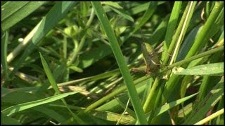 The Grasshopper Caelifera Orthoptera [upl. by Lai]