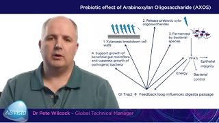 Achieving consistent gains through xylanase application in swine [upl. by Madanhoj]