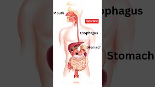 Digestive System Animation  How Food move through the digestive system biology anatomy shorts [upl. by Allistir]