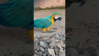 Most Beautiful And Colorful Birds Parrots In The World Macaw [upl. by Schiffman]