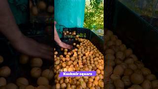 Ultimate Guide to Walnut Harvesting and Cleaning StepbyStep Process for Perfect Nuts [upl. by Nicolas]