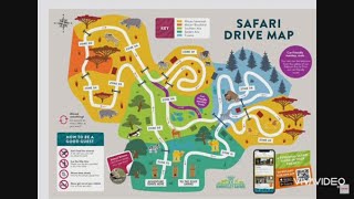 Safari Drive at Knowsley Safari Park Liverpool UK 🇬🇧 🇬🇧  liverpool safari drive driving [upl. by Anera]