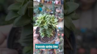 Crassula spring time crassulaspringtime crassula succulents suculentasbr crassulacoleção [upl. by Ursulette]