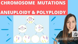 CHROMOSOME mutations  A level biology Nondisjunction in meiosis Aneuploidy amp polyploidy [upl. by Brawner]