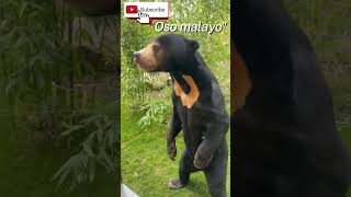 quotAullido en la Selva Encuentro con el Oso Malayoquotanimales fauna [upl. by Yar512]