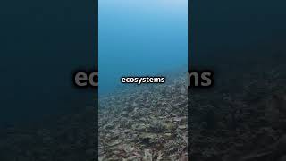 Overfishing  A Crisis Beneath the Waves earthimpact365 facts climaterisk environmentalimpact [upl. by Urana]