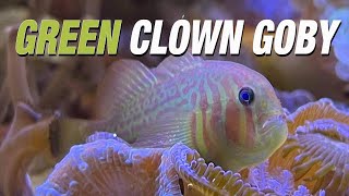 Species Spotlight  Green Clown Goby [upl. by Aerised978]