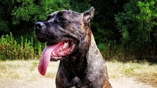 Cane Corso ATTACK Canine Behaviourist Reacts To Dog Attack [upl. by Kilmarx]