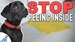 Stop Accidents Indoors With THIS Puppy Potty Training Plan [upl. by Zulaledairam]