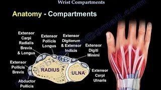 Conditions Affecting Dorsal Wrist Compartments  Everything You Need To Know  Dr Nabil Ebraheim [upl. by Chessa]