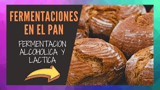 ✅PROCESOS de FERMENTACION del Pan ✅TECNICAS y SECRETOS del PAN [upl. by Shellie]