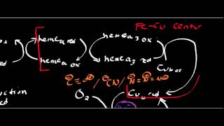 Biochemistry  Cytochrome c Oxidase Complex IV [upl. by Anyehs]