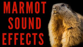 MARMOT SOUND EFFECTS  Marmot Scream  maktubytv [upl. by Almond626]