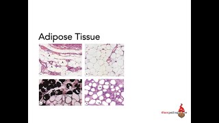 Adipose Tissue [upl. by Syla]