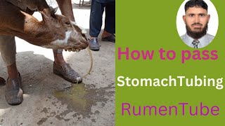 Stomach Tubing in Goats  Rumen tube  ororuminal intubation [upl. by Koorb]