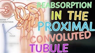 Reabsorption of Salt and Water in the Proximal Convoluted Tubule [upl. by Detta320]