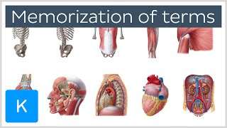 How to Memorize Anatomy Terms in 4 Steps  Human Anatomy  Kenhub [upl. by Nidnerb]