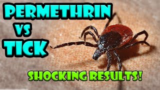 Tick vs Permethrin from Sawyer  Tick Repellent and killer [upl. by Pergrim584]