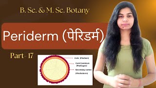 Periderm पेरिडर्म  B Sc amp M Sc Botany [upl. by Salene776]