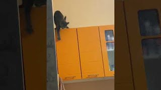 Cat Slips Off Several Counters  ViralHog [upl. by Arymat385]