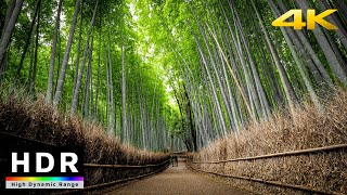 【4K HDR】Walk in Kyoto Arashiyama Bamboo amp Kimono Forests嵐山散歩  Summer 2020 [upl. by Derayne480]