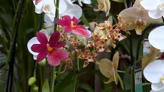 Linstant jardin  prendre soin de ses orchidées [upl. by Bloch]