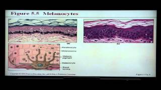 Skin Model Anatomy Overview  Anatomy and Physiology 1 [upl. by Aimar]