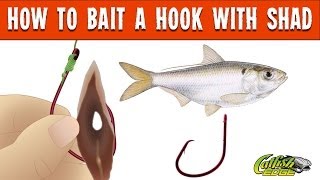 How To Bait A Hook With Shad For Catfishing [upl. by Corty]