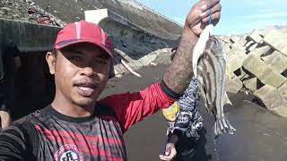 FISH ON CRESENT GRUNTER fishingvideo fishing fishchannel [upl. by Castara]