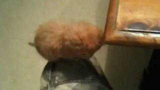 Adorable kitten has sneezing fit [upl. by Morrill]