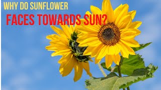 why sunflower Follow the sun How Do Sunflowers Face Sun How Sunflowers quotTrackquot movement of Sun [upl. by Alurta]