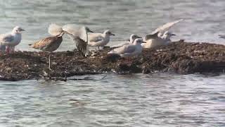 High Tide Wader Roost RSPB Rainham Marshes 200924 [upl. by Krause128]