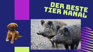 Wildschweine im Wald bei der Brunft [upl. by Aseel]