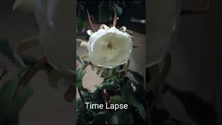 Brahma Kamal flowerEpiphyllum Saussurea Obvallata A Lucky Plant Queen of the Night Time Lapse [upl. by Qooraf]