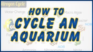 How to Cycle a Saltwater Tank Tips To Help You Succeed with Your New Aquarium [upl. by Neiv791]