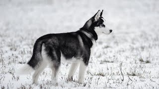 10 Husky Facts That Will Blow Your Mind [upl. by Maurine]