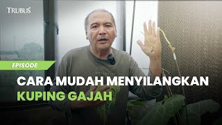 Tutorial Singkat Menyilangkan Kuping Gajah [upl. by Novyart]