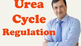 Urea Cycle Regulation [upl. by Nunci313]