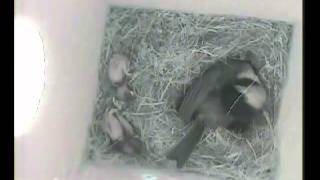 House wren attacks Chickadee nest box with chicks [upl. by Budge]