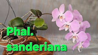 Phalaenopsis sanderiana 호접란 산데리아나 [upl. by Anirac]