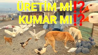 KUMAR MI ÜRETİM Mİ⁉️BÜYÜK BULUŞMADÖVÜŞ KAZLARINI SALDIMSONUNDA İSYAN ETTİM⁉️YAZIKLAR OLSUN😡 [upl. by Tharp67]