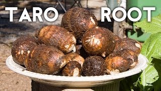 Growing Taro Root Plant  Tips amp Harvest [upl. by Assiral]