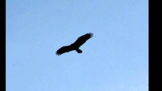 Big Birds Soaring High in Ontario [upl. by Esma755]