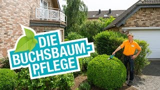 Die Buchsbaumpflege Tipps für den Schnitt und die perfekte Form [upl. by Haman]