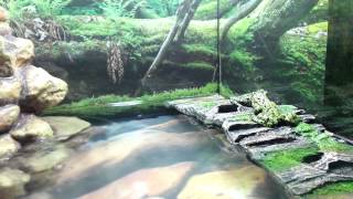 How to Set Up A Fire Bellied Toad Habitat [upl. by Aidan]